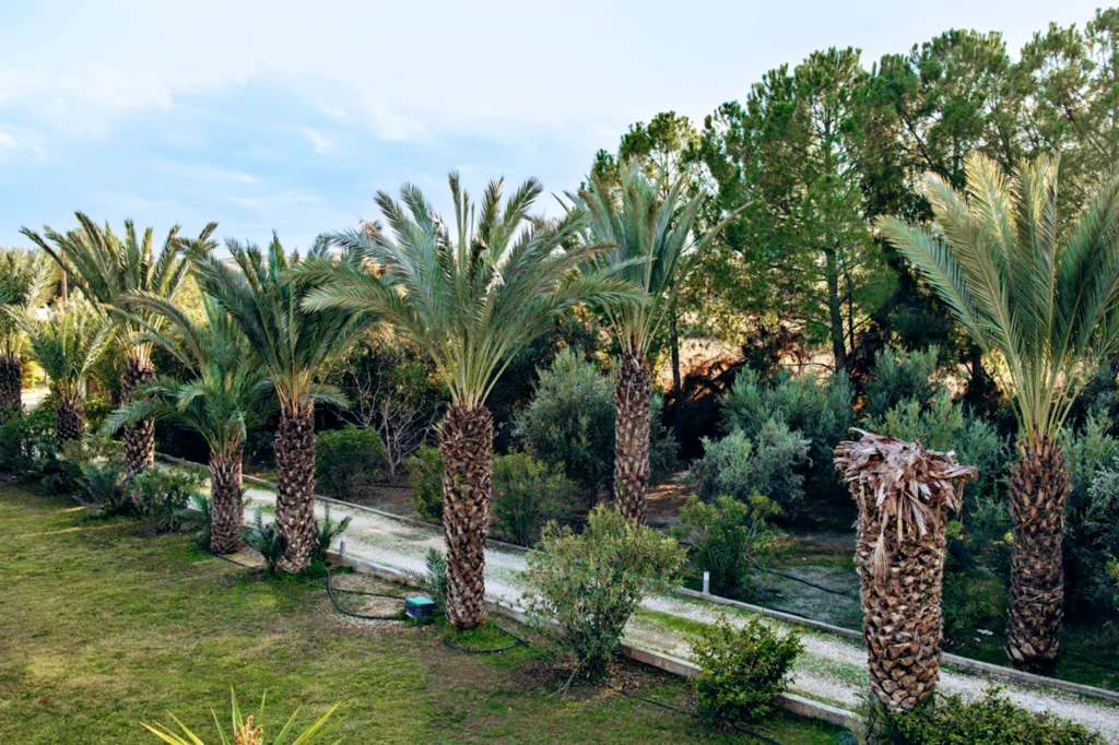 Green Area IsraRehab